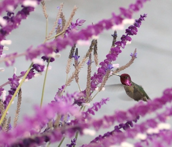 Anna's Hummingbird